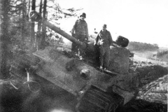 Tiger_2_4