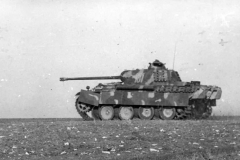 Panther_107