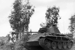 Panther_13