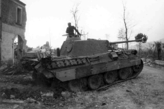 Panther_221