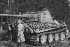 Panther_number_302