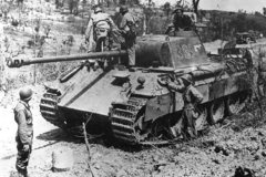 Panther_number_331