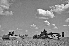 Panther_wiking_44