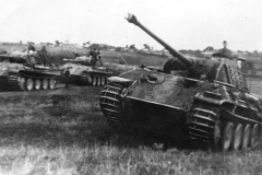 Panthers_A