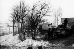 Bison_winter_camouflage