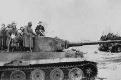 Tiger_123_505