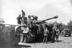 Tiger_132_503