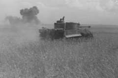 Tiger_233_2