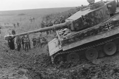 Tiger_311