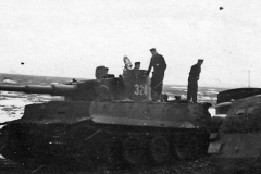 Tiger_324_503