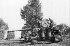Tiger_332_503