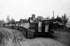 Tiger_502_321