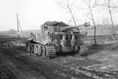 Tiger_503_122