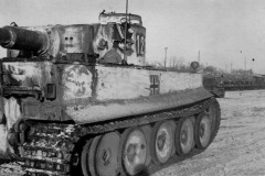 Tiger_503_123