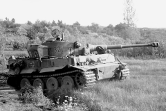 Tiger_503_321
