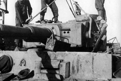 Tiger_503_322