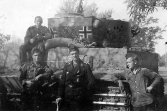 Tiger_503_324