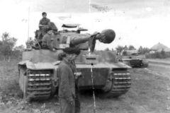 Tiger_503_334