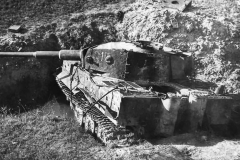 Tiger_504_312_italy