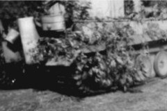 Tiger_505