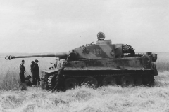 Tiger_505_111
