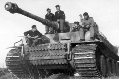 Tiger_505_2