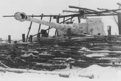 Tiger_505_3