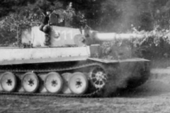 Tiger_505_311