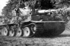 Tiger_505_312