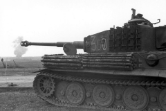 Tiger_507_300