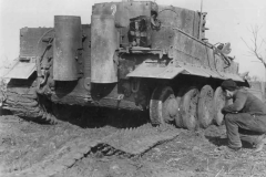 Tiger_508_2_italy