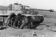 Tiger_508_2_italy_2