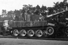 Tiger_509