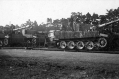 Tiger_509_2