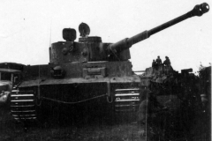 Tiger_GD_11