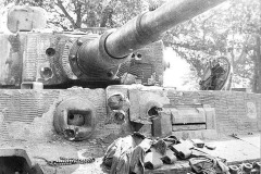 Tiger_LAH