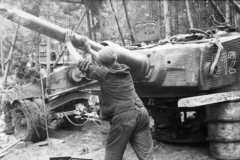 Tiger_S12