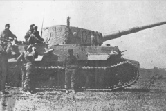 Tiger_a01_GD