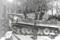 Tiger_berlin