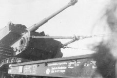Tiger_damaged