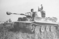 Tiger_early_2