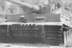 Tiger_early_3