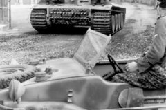 Tiger_in_France