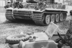 Tiger_in_France_photo