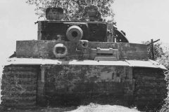 Tiger_italy