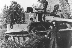 Tiger_number_13