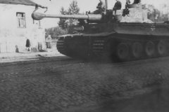 Tiger_number_333
