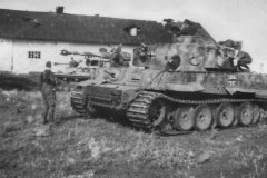 Tiger_number_334