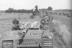 Tiger_on_road