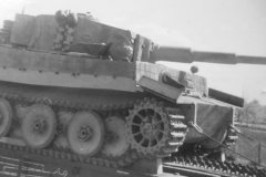 Tiger_rail